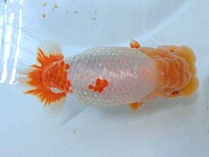 三重支部大会　立行司　小倉　覚　度会郡