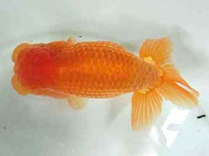 三重支部大会　東取締　井上　達　半田市