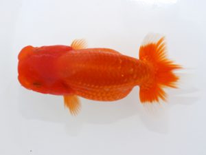 三郷らんちゅう会 勧進元二　篠塚賢治