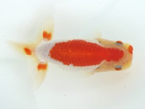 三郷らんちゅう会 行司一　岡戸雅邦