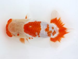 三郷らんちゅう会 行司二　篠塚賢治