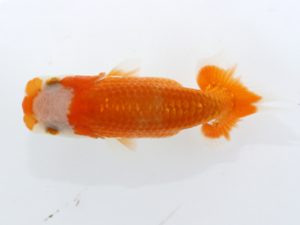 三郷らんちゅう会 行司三　萩原秀雄