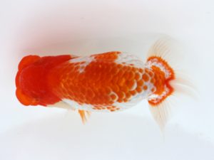 三郷らんちゅう会 脇行司一　鈴木正裕