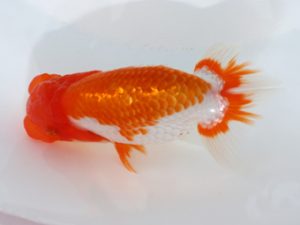 三郷らんちゅう会　研究会　西大関　篠塚賢治