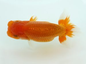 三郷らんちゅう会　研究会　立行司　丸山晴之