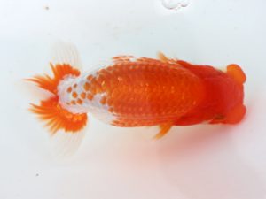 三郷らんちゅう会　研究会　取締一　鈴木正裕