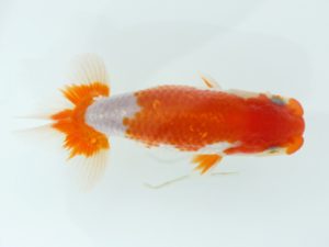 三郷らんちゅう会 東小結　丸山晴之