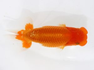 三郷らんちゅう会 西小結　武川武文