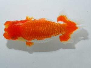 岡山錦鱗会　東大関　大原　正　児島