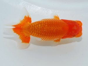 岡山錦鱗会 東勧進元　森田智祥　福山