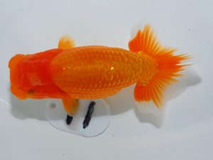 岡山錦鱗会 西勧進元　胡本佳孝　玉野