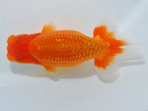 岡山錦鱗会 行司一　川村和己　高知