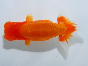 岡山錦鱗会 行司二　佐藤英朗　新居浜