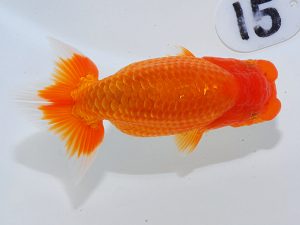 岡山錦鱗会 東脇行司　村上昌弘　今治