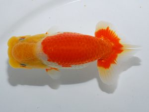 岡山錦鱗会　西大関　三宅一共　浅口