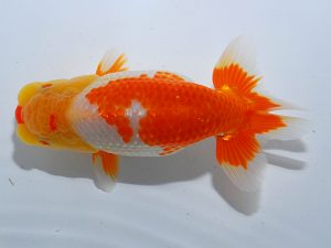 岡山錦鱗会　立行司　玉川員登　庄原