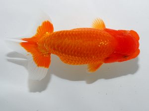 岡山錦鱗会　東取締　柚木五男　浅口