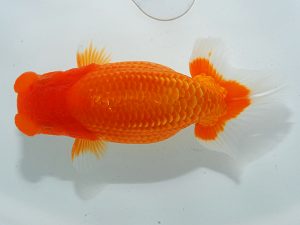 岡山錦鱗会　西取締　児子敏雄　岡山