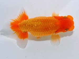 岡山錦鱗会 東関脇　難波康宏　児島