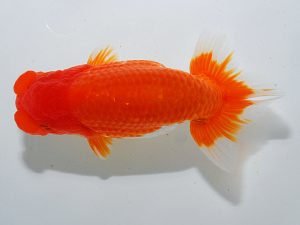 岡山錦鱗会 西関脇　藤原博文　徳島