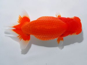 岡山錦鱗会 東小結　村上暢彦　浅口