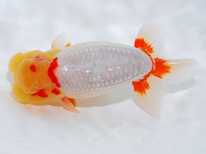 岡山錦鱗会　東大関　西本登彦　周南