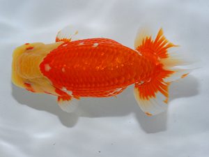 岡山錦鱗会 東勧進元　南堀満良　小豆島