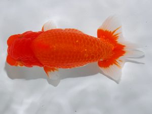 岡山錦鱗会 西勧進元　川上芳則　岡山