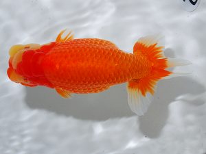 岡山錦鱗会 行司一　木川益雄　徳島