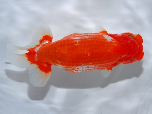 岡山錦鱗会 行司二　川村和己　高知