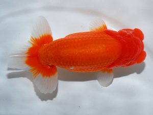 岡山錦鱗会 行司三　難波信夫　勝央