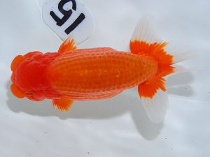 岡山錦鱗会 東脇行司　川村和己　高知