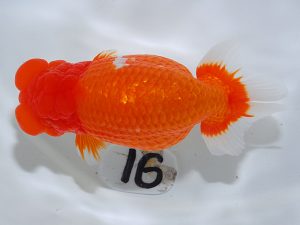 岡山錦鱗会 西脇行司　竹内誠司　愛媛