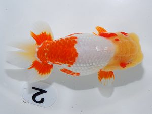 岡山錦鱗会　西大関　南堀満良　小豆島