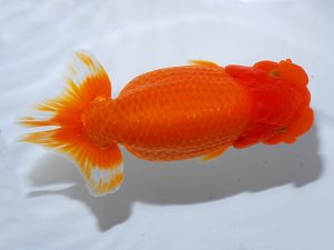 岡山錦鱗会　立行司　林　淳　徳島