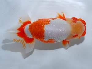 岡山錦鱗会　西取締　佐竹義光　小豆島