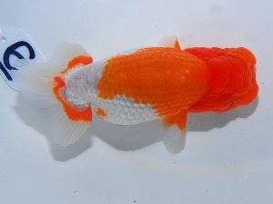 岡山錦鱗会 東関脇　筒井正雄　児島