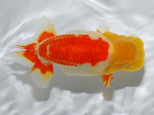 岡山錦鱗会 西関脇　森下雅昭　尾道