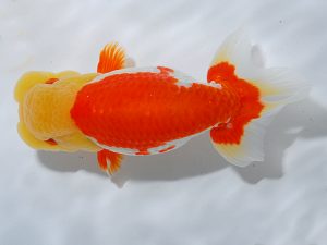 岡山錦鱗会 東小結　三宅一共　浅口