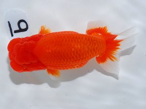 岡山錦鱗会 西小結　武下喜一　愛媛