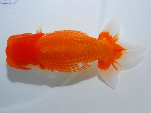 岡山錦鱗会　南堀満良　小豆島