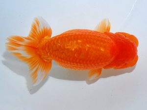 岡山錦鱗会 東勧進元　平井孝志　浅口