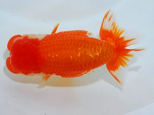 岡山錦鱗会 行司一　宮澤　宏　福山