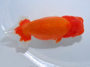 岡山錦鱗会 行司三　河合隆章　井原