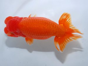 岡山錦鱗会 東脇行司　梶谷誠二　岡山