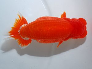 岡山錦鱗会 西脇行司　清水正雄　岡山