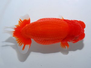 岡山錦鱗会　西大関　川村和己　高知