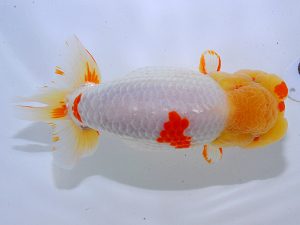 岡山錦鱗会　立行司　田中　勉　香川