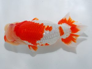 岡山錦鱗会　西取締　平井　博　広島