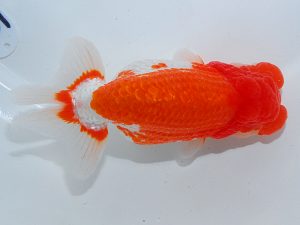 岡山錦鱗会 東関脇　難波康宏　児島